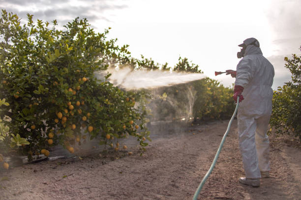 Best Flea Control Services  in Irving, TX