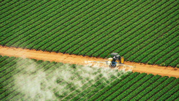Best Pest Removal Services  in Irving, TX