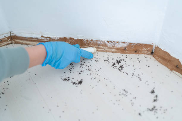 Best Wasp Removal Services  in Irving, TX